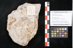Foto (Detailansicht) von Fagus ulmifolia Ettingshausen (NHMW-GEO-2024-0188-10136)